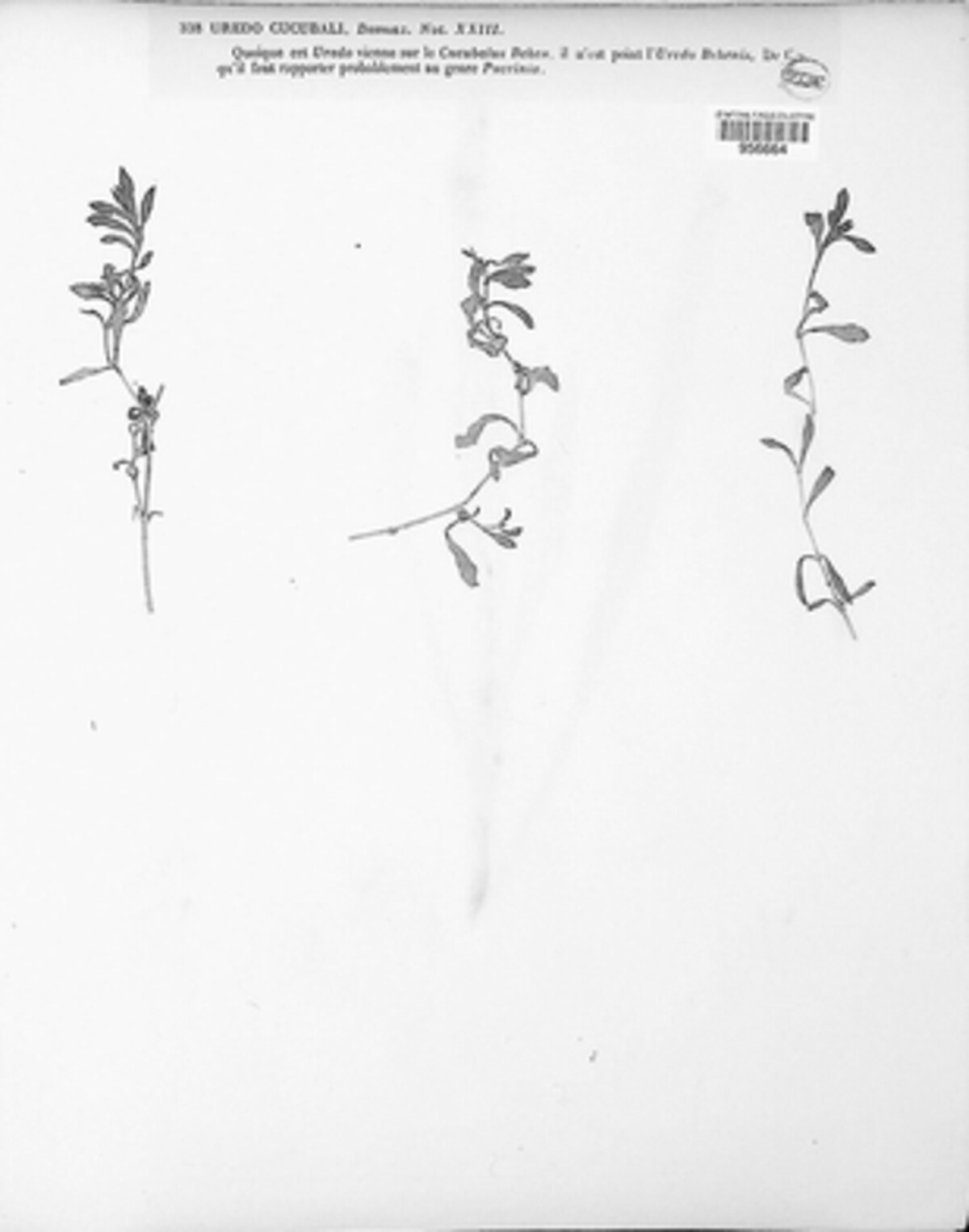Uredo cucubali image
